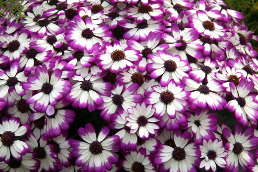 620647 (a): :2800x1867